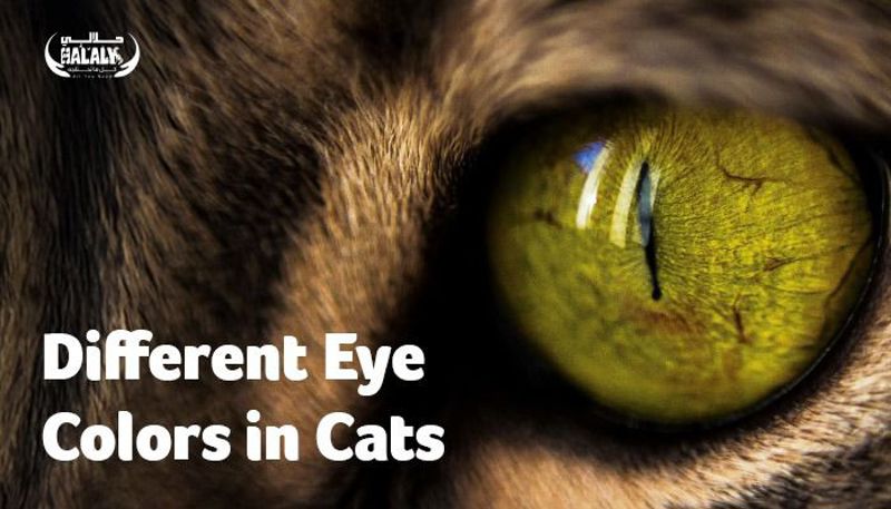 Different Eye Colors in Cats